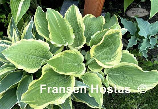 Hosta Unbridled Passion